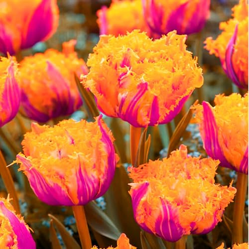 Winterhart pflanzen, Blumenzwiebel,Mehrjährige Blumenzwiebel ist winterhart, Luftreinigung,Mysteriöse magische Glühbirne,Lebende Pflanzen -5 tulpen zwiebeln-C