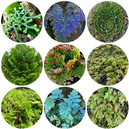 Bulbi di Rosi di Gerico - balcone, perenni resistenti all'inverno da interno, aiuola 10pcs