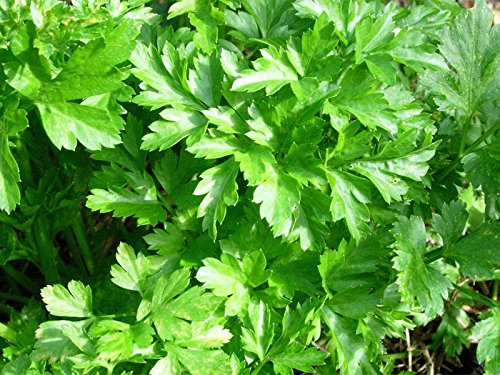 PREZZEMOLO GIGANTE D'ITALIA GR.15