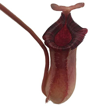 Nepenthes 'Briggsiana' (N.Lowii x N.Ventricosa Red) Tropical Carnivorous Pitcher Plant in 2 Pot