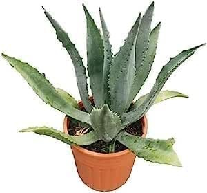 Pianta grassa succulenta da Esterno Interno con Vaso (AGAVE AMERICANA DA 30-35 CM -)