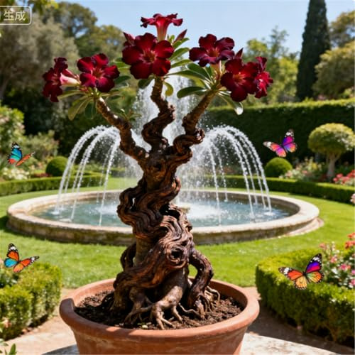 Rosa del deserto rara/Resistente alla siccità e al sole/Tuberi di rosa del deserto/Arredamento vintage-1 Rizoma-J