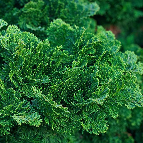 Chamaecyparis Obtusa 'Nana Gracilis'- Cyprès Hinoki du Japon 'Nana Gracilis' 25-30 cm en conteneur