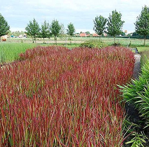 Japanisches Blutgras Red Baron - Imperata cylindrica - lebende Gartenpflanze aus den Baumschulen