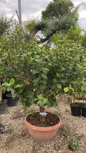 VIVAIO GARDEN FOREST Limone 4 Stagioni Lunario in Ciotola 70 cm, h 180 cm, Pianta Albero da Frutto Ornamentale, Agrume Sempreverde con Fioritura e Fruttificazione Continua