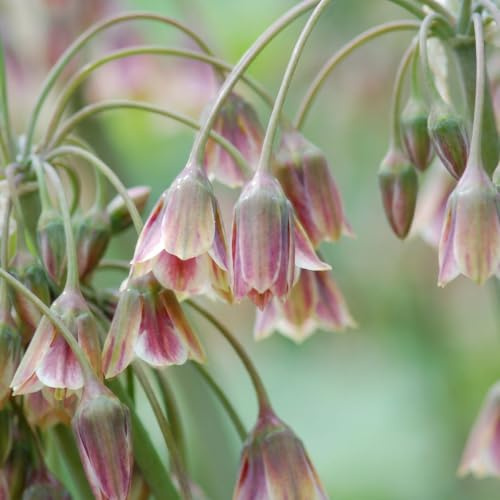 GreenboutiQ - Blumenzwiebeln - Allium Zwiebeln Siculum - Bulbs Hardy Perennial - Farbe Rosa - 30 Stück - Zwiebelgröße 8/10 - XXL Pack