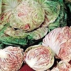 Plant World Seeds - Chicory Cicoria De Chioggia Seeds (Vegetable Seeds)