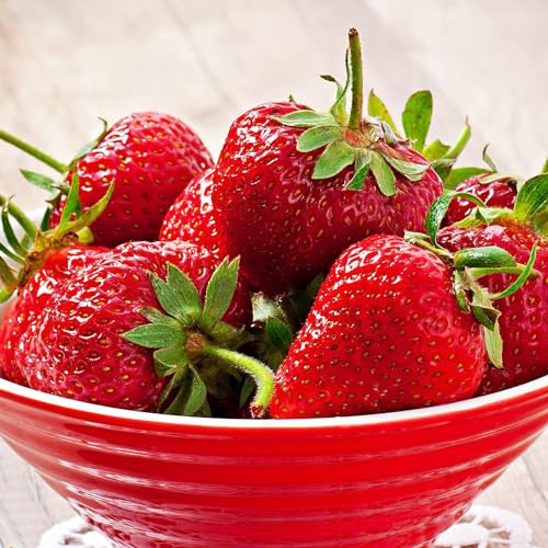 Fraise a planter Elsanta - 20 plantes frigo A+ - Mélange de variétés - Plantes de fraisiers réfrigérées des Pays-Bas - Résistantes au froid et vivaces - Plantes Fragaria x ananassa.