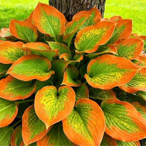 Rizomi di Hosta resistenti al freddo/Hosta/Svernamento sicuro/Purificazione dell'aria/Protezione UV/Decorazione per esterni-15 PCS-E