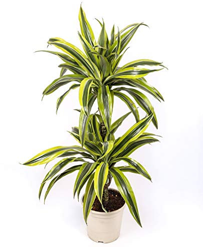 Dracaena Lemon Lime - 2 troncos - Altura total aprox. 80cm. - Planta viva - (envíos sólo a península)