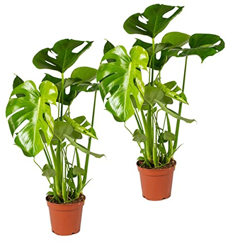Bloomique - Lot de 2 - Monstera Deliciosa - Plante à trous - Dépolluante - Facile à entretenir - 50-60 cm de Haut - Pot 17 cm