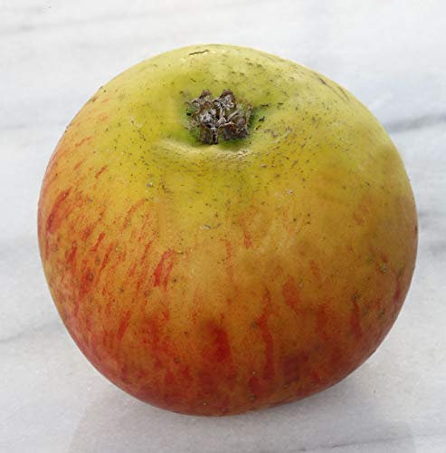 Apfelbaum Lanes Prinz Albert 60-80cm - fest und feinwürzig - lebende Gartenpflanze aus den Baumschulen