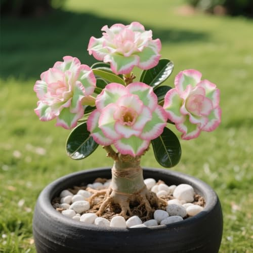 Rosa del deserto in Vasca:Colore Vivido/Decorazione per Casa e Giardino/per Ogni Spazio/Resistente e Facile da Curare-E-1 Rhizome