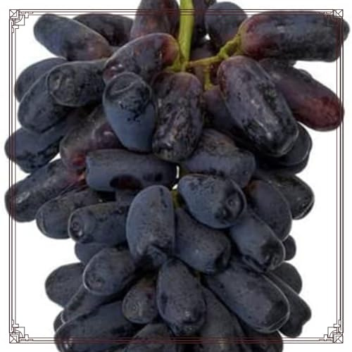 Weinreben Vitis Rhizom-vinifera Weinreben Kernlose Tafel Trauben -1Rhizom-c