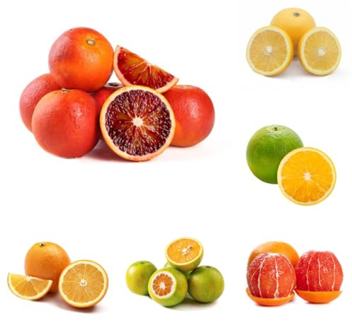 semi di arancia succosi - resistenti per il giardino Citrus sinensis - nani resistenti giardino roccioso 60pcs