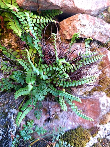 POWERS TO FLOWERS - FELCE DA MURO, 2 PIANTE, PIANTE PURIFICA ARIA, vaso 12 cm, piante vere