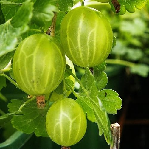 5-10 Tall Gooseberry Bush Live Plant, Gooseberry Plant Live for Growing, Gooseberry Tree Live Plant (Sweet Gooseberry)