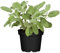 100 semillas de plantas de salvia verde