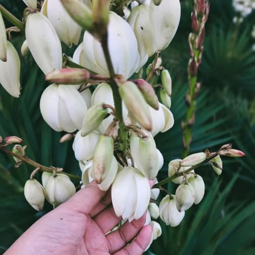 Semi di Yucca Filamentosa, decorazione da giardino per esterni perenni verdi rare semi biologici esotiche 150pcs