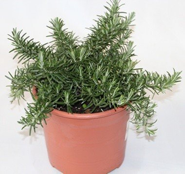 Romero rastrero (Maceta 19 cm Ø) - Planta viva - Planta aromatica