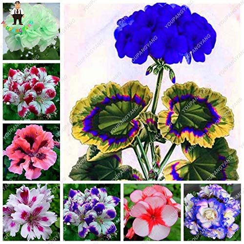 SVI Fresh 50pcs Geranium Flower Seeds for Planting Mixed