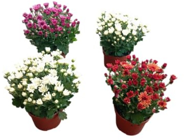 Pack de 4 Crisantemos y Margaritas Naturales Plantas Vivas para Añadir Color Natural al Exterior del Hogar
