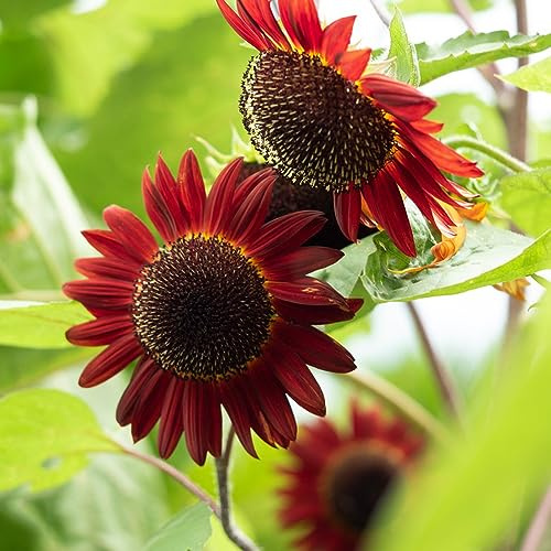 sonnenblumen sonnenblumensamen sonnenblume - winterharte stauden für pralle sonne kletterpflanze pflanzendeko schnittblumen frühlingsblumen mehrjährige blumensamen winterharte stauden 200samen
