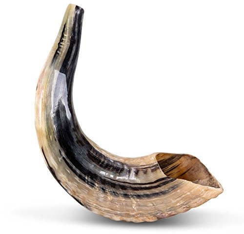 Ram SHOFAR Horn Koscher, natürlich, 25,4 - 27,9 cm, Judaica, Israel