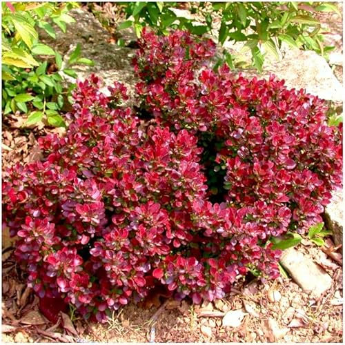 GrowOn Shrubs [x3] Berberis Thunbergii 'Atropurpurea Nana' | Multi-Pack | Deciduous Shrubs | Outdoor Garden Ready Plants | Spring Flowering | Yellow Flowers