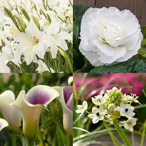 Blumenzwiebel Mischung Weißer Sommergarten | 16 Stück | Blumenzwiebel | Lila | Weiß | 100% Blütegarantie | QFB Gardening