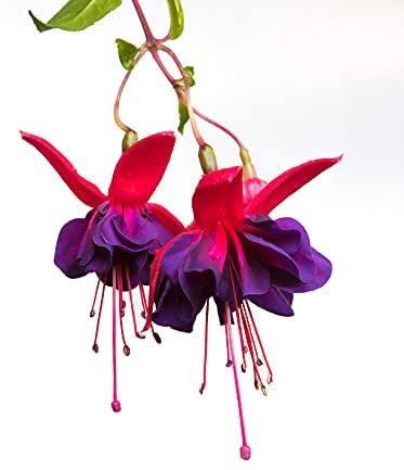 Fuchsia Plant, 1 x Full Plant in a 1 Litre Pot, Fuchsia, Garden Plants, Garden Ready, Premium Quality Perennial