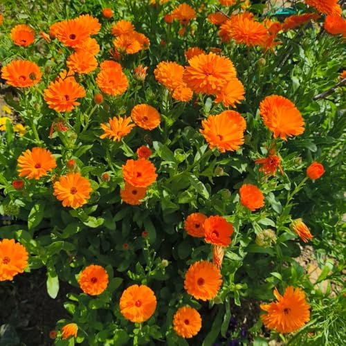 calendulasamen bio - hochbeet winterhart kräutersamen alte sorten 420pcs