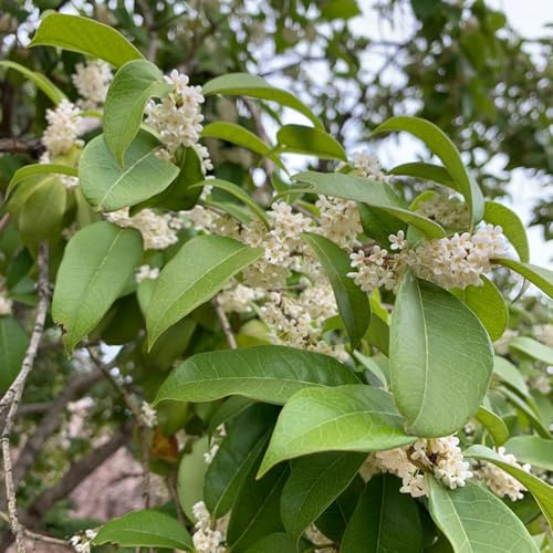 semi Osmanthus fragrans - balcone di al coperto giardino estivi balcone, 65pcs