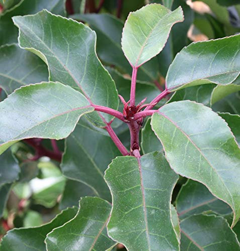 Portugiesische Lorbeerkirsche Brenelia 125-150cm - Prunus lusitanica