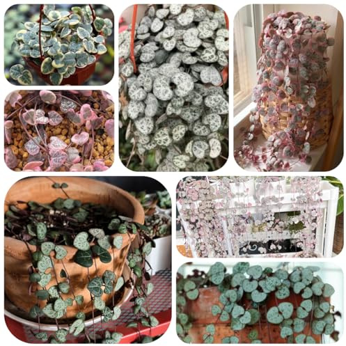 Semillas de candelabro ceropegia woodii raras, semillas para bancales elevados de interior purificadoras aire balcón perennes resistentes 100pcs