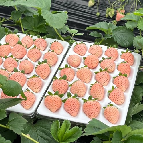 Semillas de fresa perenne resistente - trepadoras balcón, perennes que cubren 50pcs
