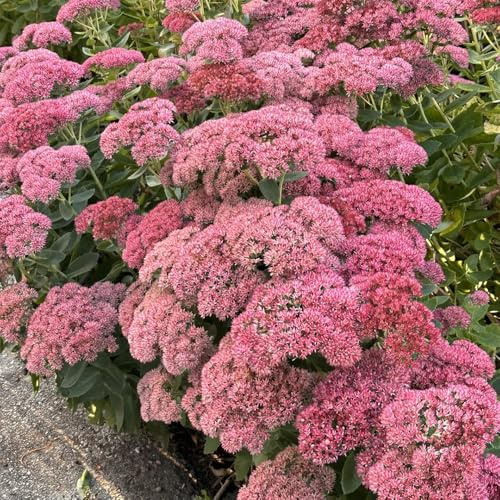 semillas de sedum cobertura del suelo - perennes resistentes para interior Balcón con bancal elevado 500pcs