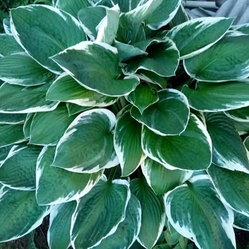 Semi di Hosta - da balcone Hosta plantaginea - da giardino roccioso resistenti semi di decorazione da giardino per esterni 80pcs