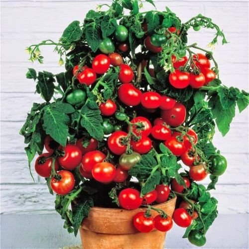 Tiny Tim nano ciliegia pomodoro 60+ seme biologico fresco per il 2018