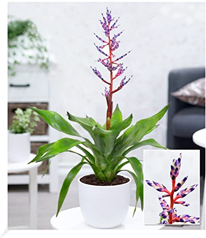 BALDUR Garten 1x Aechmea Blue Rain, Pflanze im 12 cm-Topf | Bromelie, blühende Zimmerpflanze, mehrjährig - frostfrei halten, blühend, blickfang, Feuerwerk an Farben