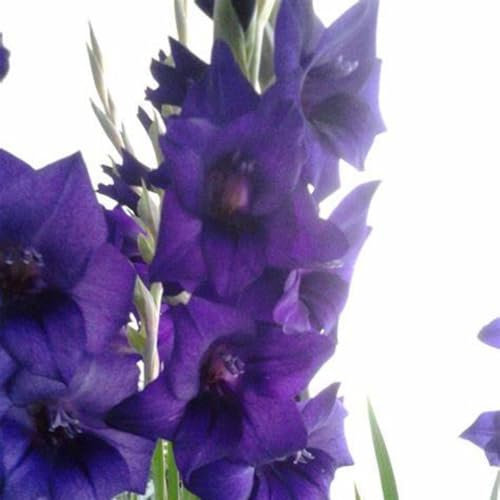 Gladiolus Bulbs. Strong Plants That Grow Well Mix Golden Jade Carving Feels Beautiful-3 Bulbs-E