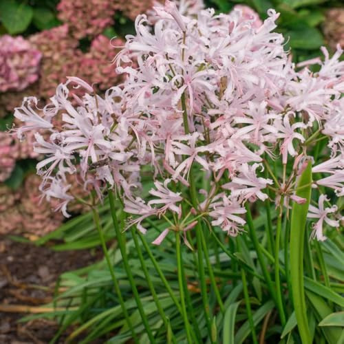 bulbos de Lycoris Radiata, decoración Bulbos de lirio araña, regalos para jardineros de exterior resistentes 4pcs