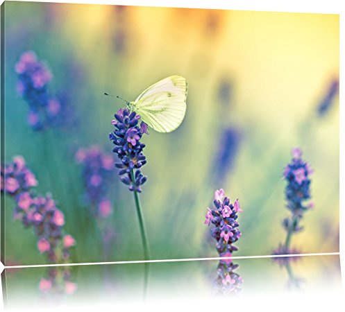 Pixxprint Schmetterling auf Lavendel, Größe: 100x70cm, Leinwandbild, fertig gespannt, Wandbild, Dekoration, Kunstdruck, kein Poster