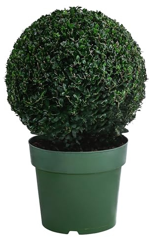 Dehner Japanische Stechpalme, Kugel-förmig, ca. 25-30 cm, 5 l Topf | Ilex crenata, immergrüne Gartenpflanze, winterhart und schnittverträglich, für sonnige bis schattige Standorte