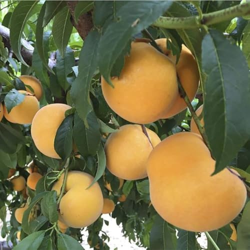 PIANTA DA FRUTTO PERCOCO ROMEA in vaso 20 età 2/3 anni