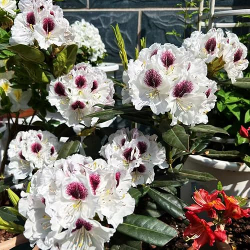 Semi di rododendro e azalea - estivi resistenti per giardini rocciosi semi di selvatici arbusti ornamentali resistenti esotico serre da balcone organico 30pcs