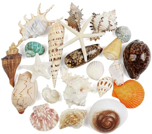 12 PCS Large Seashells Mixed Beach Sea Shells and Ocean Natural Starfish,Natural Colorful Sea Shells Starfish Up to 6.5 Inch, Perfect for Beach Theme Party Home Decor DIY Crafts Fish Tank Decorations