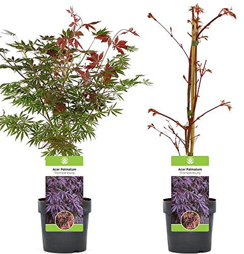 Gardeners Dream Acer Palmatum 'Trompenburg' (50-70 cm inkl. Topf) - Japanischer Ahorn - Roter Fächerahorn - Winterharte Pflanzen für Garten, Terrassen Pflanzen oder als Winterharte Kübelpflanzen