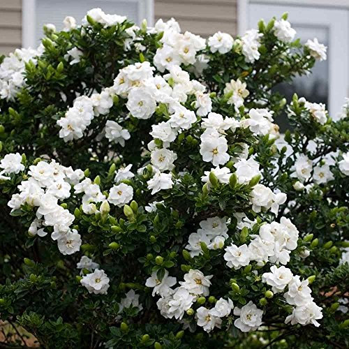 Portal Cool Capo Jasmine - Gardenia Jasminoides - 100 Half - Arbusto - Perfumado - Ornamental