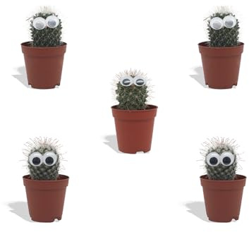 DutchLeafs Mini-Kakteen mit Augen Mix 5 Stück - Topf 5,5 cm - Kleine Pflanzen Mischung Kakteen Starter Set Pflegeleichte Zimmerpflanzen - Höhe 8-15 cm